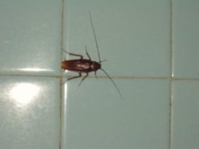 ΑΝΟΙΞΙΑΤΙΚΕΣ ΑΠΟΛΥΜΑΝΣΕΙΣ 2018 ΣΤΟ ΠΑΛΑΙΟ ΦΑΛΗΡΟ